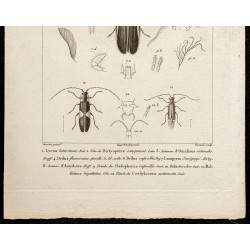 Gravure de 1844 - Coléoptères ( dictyoptera, omalisus...) - 3