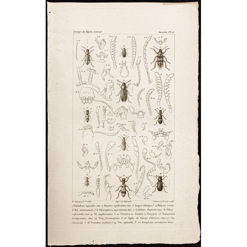 Gravure de 1844 - Coléoptères ( Malachius, Dasytes...) - 1
