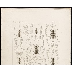 Gravure de 1844 - Coléoptères ( Malachius, Dasytes...) - 2