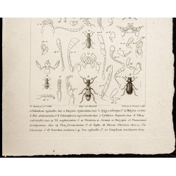 Gravure de 1844 - Coléoptères ( Malachius, Dasytes...) - 3