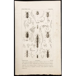 Gravure de 1844 - Coléoptères ( Ptinus, Xyletinus, Ochina...) - 1