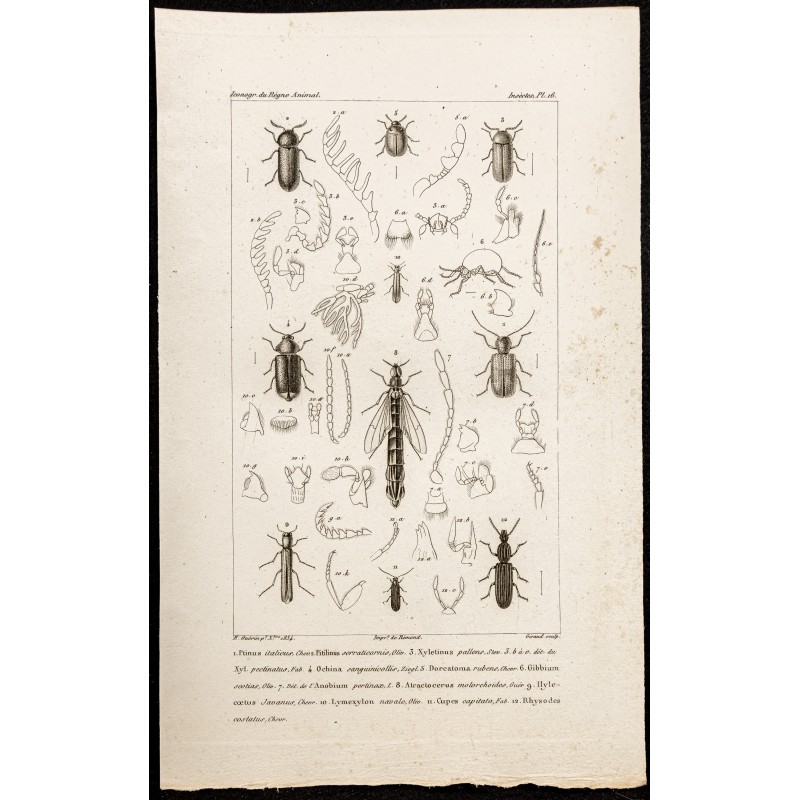 Gravure de 1844 - Coléoptères ( Ptinus, Xyletinus, Ochina...) - 1