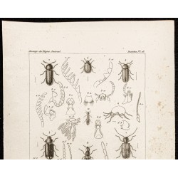 Gravure de 1844 - Coléoptères ( Ptinus, Xyletinus, Ochina...) - 2