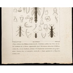 Gravure de 1844 - Coléoptères ( Ptinus, Xyletinus, Ochina...) - 3