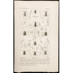Gravure de 1844 - Coléoptères ( Mastigus, Scydmoenus ...) - 1