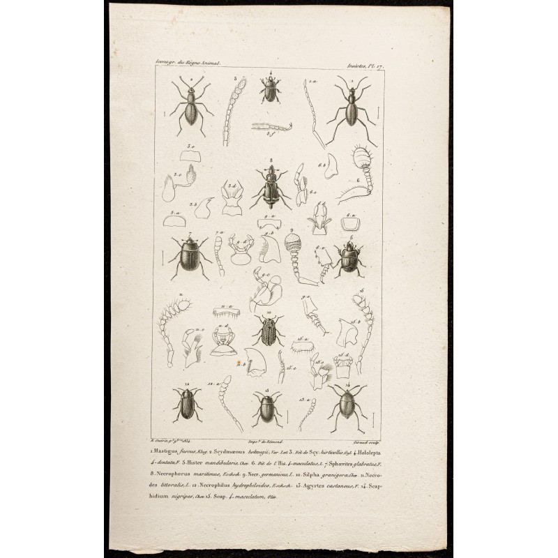 Gravure de 1844 - Coléoptères ( Mastigus, Scydmoenus ...) - 1