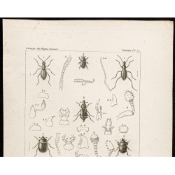 Gravure de 1844 - Coléoptères ( Mastigus, Scydmoenus ...) - 2