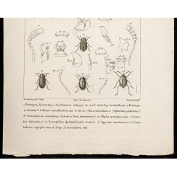 Gravure de 1844 - Coléoptères ( Mastigus, Scydmoenus ...) - 3