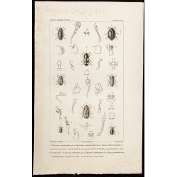 Gravure de 1844 - Coléoptères ( Colobicus, Thymalus, Nitidula ...) - 1