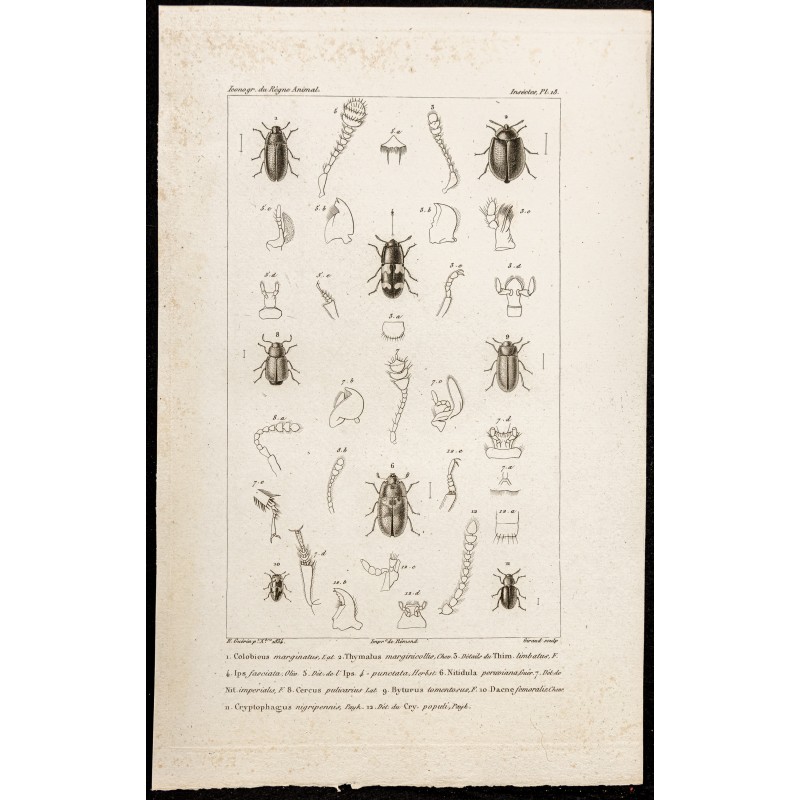 Gravure de 1844 - Coléoptères ( Colobicus, Thymalus, Nitidula ...) - 1