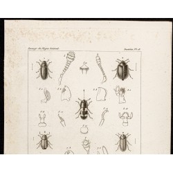 Gravure de 1844 - Coléoptères ( Colobicus, Thymalus, Nitidula ...) - 2