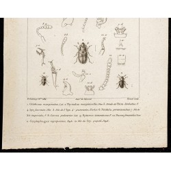 Gravure de 1844 - Coléoptères ( Colobicus, Thymalus, Nitidula ...) - 3