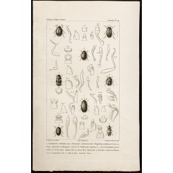 Gravure de 1844 - Coléoptères ( Aspidiphorus, Dermestres ...) - 1