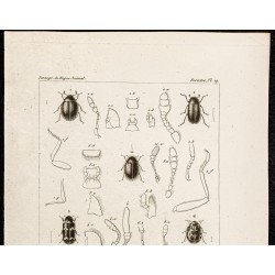 Gravure de 1844 - Coléoptères ( Aspidiphorus, Dermestres ...) - 2
