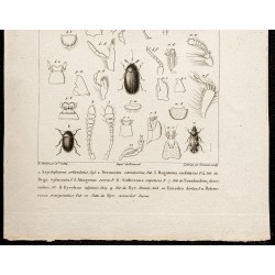 Gravure de 1844 - Coléoptères ( Aspidiphorus, Dermestres ...) - 3