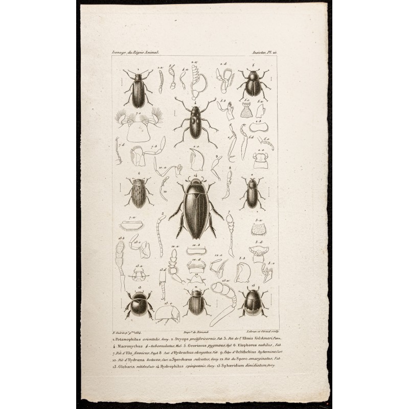 Gravure de 1844 - Coléoptères ( Potamophilus, Dryops ... ) - 1