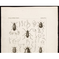 Gravure de 1844 - Coléoptères ( Potamophilus, Dryops ... ) - 2