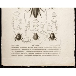 Gravure de 1844 - Coléoptères ( Potamophilus, Dryops ... ) - 3