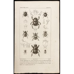 Gravure de 1844 - Scarabées (Ateuchus, Circellium...) - 1