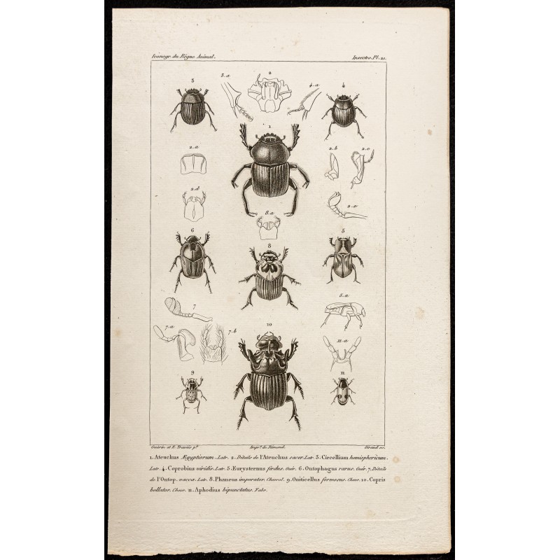 Gravure de 1844 - Scarabées (Ateuchus, Circellium...) - 1