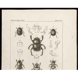 Gravure de 1844 - Scarabées (Ateuchus, Circellium...) - 2