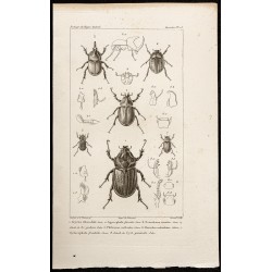 Gravure de 1844 - Scarabées ( Oryctes, Agacephala...) - 1