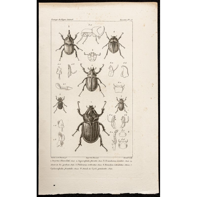 Gravure de 1844 - Scarabées ( Oryctes, Agacephala...) - 1