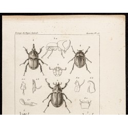 Gravure de 1844 - Scarabées ( Oryctes, Agacephala...) - 2