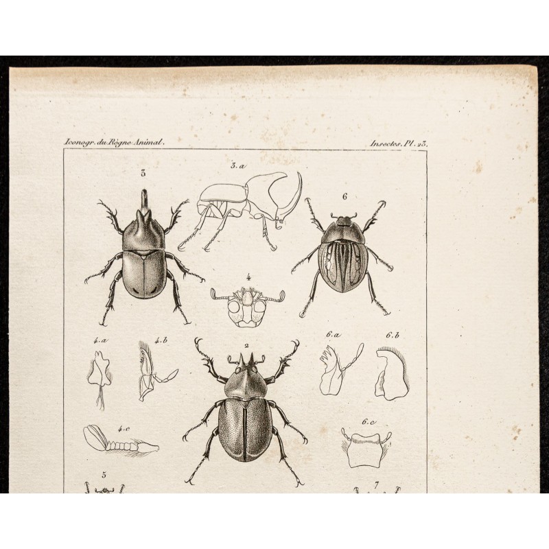 Gravure Zoologique Originale De 1844 - Scarabées (Chrysophora, Rutela, Macraspis)