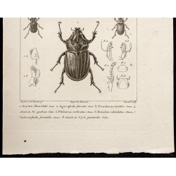 Gravure de 1844 - Scarabées ( Oryctes, Agacephala...) - 3