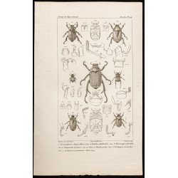 Gravure de 1844 - Scarabées ( Chrysophora, Rutela...) - 1