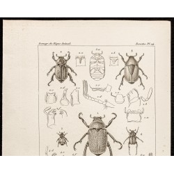Gravure de 1844 - Scarabées ( Chrysophora, Rutela...) - 2