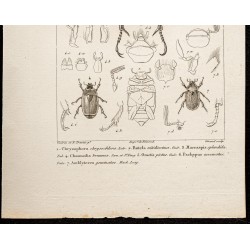 Gravure de 1844 - Scarabées ( Chrysophora, Rutela...) - 3