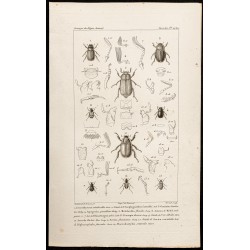 Gravure de 1844 - Scarabées ( Leucothyreus, Anoplognathus...) - 1