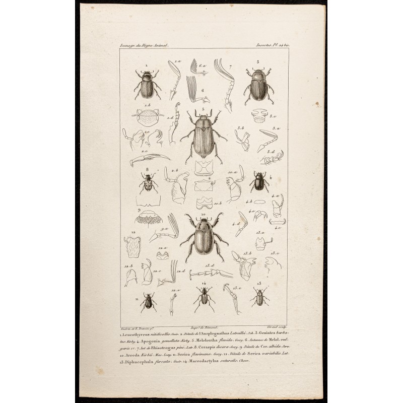 Gravure de 1844 - Scarabées ( Leucothyreus, Anoplognathus...) - 1