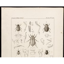 Gravure de 1844 - Scarabées ( Leucothyreus, Anoplognathus...) - 2