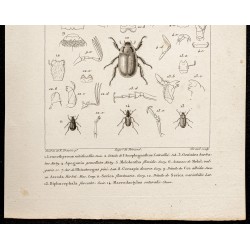 Gravure de 1844 - Scarabées ( Leucothyreus, Anoplognathus...) - 3