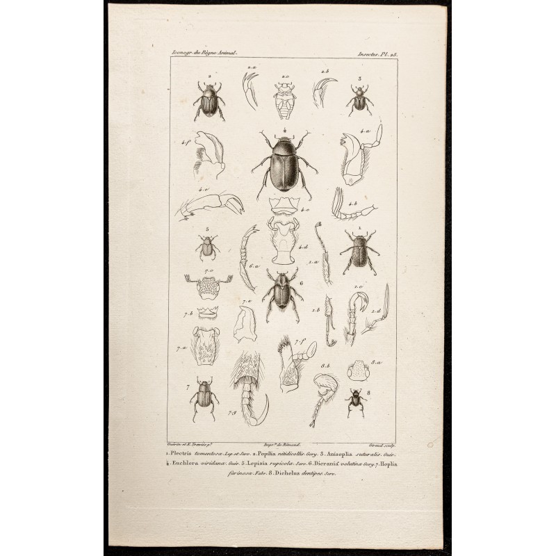 Gravure de 1844 - Scarabées ( Plectris, Popilia...) - 1