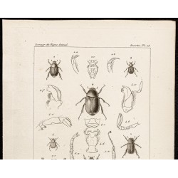 Gravure de 1844 - Scarabées ( Plectris, Popilia...) - 2