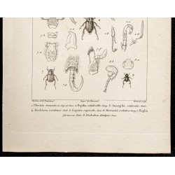 Gravure de 1844 - Scarabées ( Plectris, Popilia...) - 3