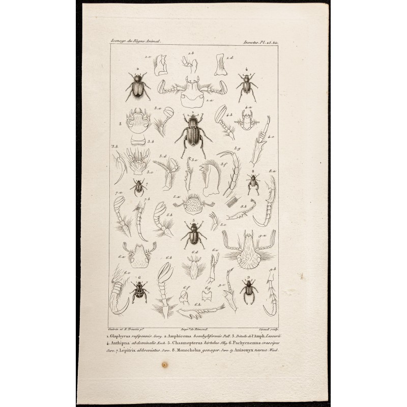 Gravure de 1844 - Scarabées ( Glaphyrus, Amphicoma...) - 1