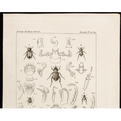 Gravure de 1844 - Scarabées ( Glaphyrus, Amphicoma...) - 2