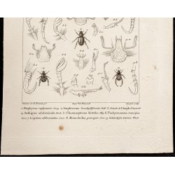 Gravure de 1844 - Scarabées ( Glaphyrus, Amphicoma...) - 3