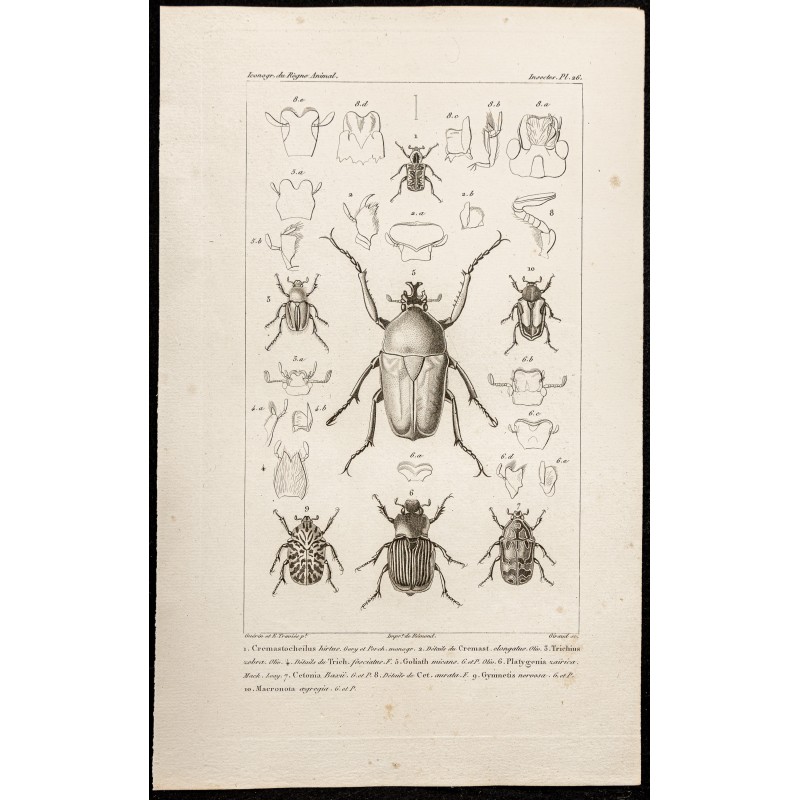 Gravure de 1844 - Scarabées ( Cremastocheilus, Goliath...) - 1