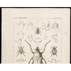 Gravure de 1844 - Scarabées ( Cremastocheilus, Goliath...) - 2
