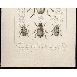 Gravure de 1844 - Scarabées ( Cremastocheilus, Goliath...) - 3