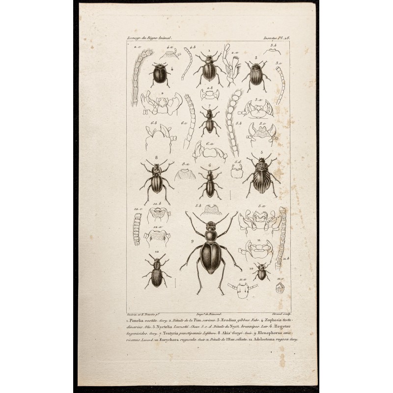 Gravure de 1844 - Coléoptères ( Pimelia, Erodius...) - 1