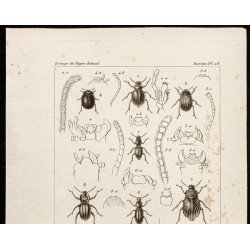 Gravure de 1844 - Coléoptères ( Pimelia, Erodius...) - 2