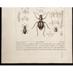 Gravure de 1844 - Coléoptères ( Pimelia, Erodius...) - 3