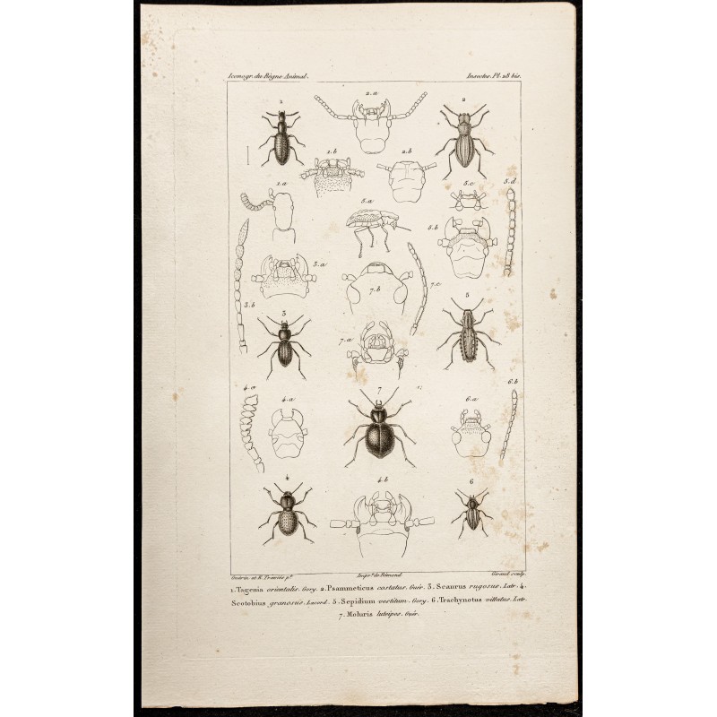 Gravure de 1844 - Coléoptères ( Tagenia, Psammeticus ...) - 1
